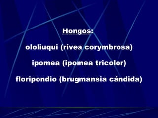 Hongos :  ololiuqui (rivea corymbrosa) ipomea (ipomea tricolor) floripondio (brugmansia cándida) 