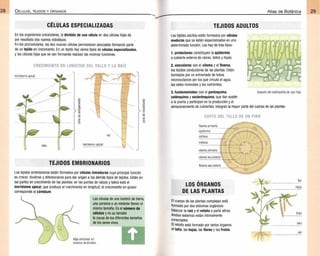 Plantas - Atlas de Botanica. Conociendo mejor a la naturaleza pdf | PDF