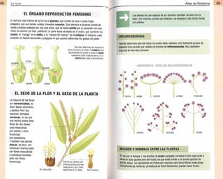 Plantas - Atlas de Botanica. Conociendo mejor a la naturaleza pdf | PDF
