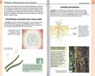 Plantas - Atlas de Botanica. Conociendo mejor a la naturaleza pdf | PDF