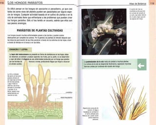 Hongo Mongo Plantas - Atlas de Botanica. Conociendo mejor a la naturaleza pdf | PDF