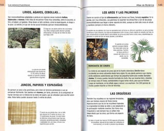 Plantas - Atlas de Botanica. Conociendo mejor a la naturaleza pdf | PDF