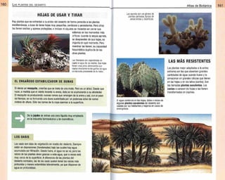 Plantas - Atlas de Botanica. Conociendo mejor a la naturaleza pdf | PDF