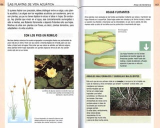 Plantas - Atlas de Botanica. Conociendo mejor a la naturaleza pdf | PDF