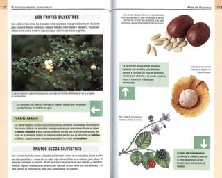 Plantas - Atlas de Botanica. Conociendo mejor a la naturaleza pdf | PDF