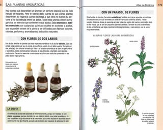 Plantas - Atlas de Botanica. Conociendo mejor a la naturaleza pdf | PDF