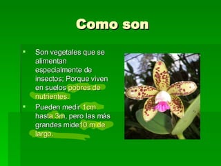 Como son Son vegetales que se alimentan especialmente de insectos; Porque viven en suelos pobres de nutrientes. Pueden medir 1cm hasta 3m, pero las más grandes mide10 m de largo.  