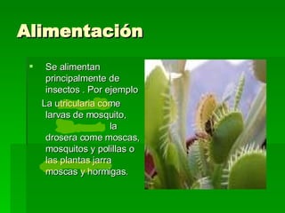 Alimentación Se alimentan principalmente de insectos . Por ejemplo La utricularia come larvas de mosquito,  la drosera come moscas, mosquitos y polillas o las plantas jarra moscas y hormigas. 