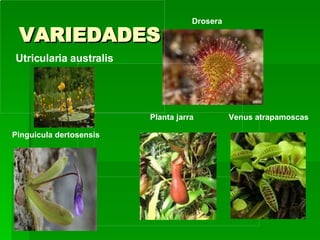VARIEDADES Pinguicula dertosensis                                                                Planta jarra                                                                Drosera                                                                Venus atrapamoscas                                                               Utricularia australis   