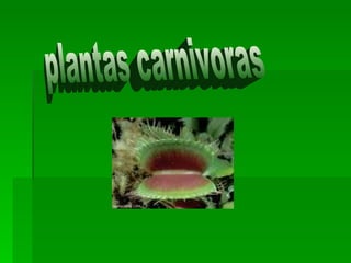 plantas carnivoras 