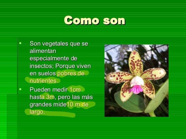 Plantas Carnivoras Informacion