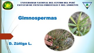 UNIVERSIDAD NACIONAL DEL CENTRO DEL PERÚ
FACULTAD DE CIENCIAS FORESTALES Y DEL AMBIENTE
Gimnospermas
D. Zúñiga L.
 