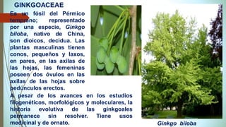 Ginkgo biloba
Es un fósil del Pérmico
temprano; representado
por una especie, Ginkgo
biloba, nativo de China,
son dioicos, decidua. Las
plantas masculinas tienen
conos, pequeños y laxos,
en pares, en las axilas de
las hojas, las femeninas
poseen dos óvulos en las
axilas de las hojas sobre
pedúnculos erectos.
A pesar de los avances en los estudios
filogenéticos, morfológicos y moleculares, la
historia evolutiva de las ginkgoales
permanece sin resolver. Tiene usos
medicinal y de ornato.
GINKGOACEAE
 