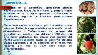 Presentes en el carbonífero, aparecieron primero
Podocarpaceae, luego Araucariaceae y posteriormente
Taxaceae, en el Jurásico aparecen Cupressaceae y
Taxodiaceae, seguidas de Pinaceae, posteriormente
Cephalotaxaceae.
Son árboles monoicos o dioicos, pero los Juniperus son
arbustos. Están bien representadas en la región boreal.
Araucariaceae y Podocarpaceae son propios del
hemisferio sur, desde el nivel del mar a 3500 msnm. A
este orden pertenecen los árboles mas grandes del
mundo Sequoia gigantea propia de California presenta
alturas superiores a 85 m. diámetros de 11 m las mas
longevas con mas de 3200 años según su
dendrocronología.
CUPRESSALES
 