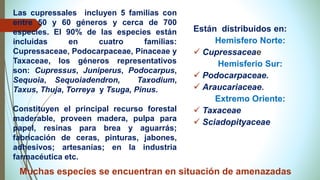 Las cupressales incluyen 5 familias con
entre 50 y 60 géneros y cerca de 700
especies. El 90% de las especies están
incluidas en cuatro familias:
Cupressaceae, Podocarpaceae, Pinaceae y
Taxaceae, los géneros representativos
son: Cupressus, Juniperus, Podocarpus,
Sequoia, Sequoiadendron, Taxodium,
Taxus, Thuja, Torreya y Tsuga, Pinus.
Constituyen el principal recurso forestal
maderable, proveen madera, pulpa para
papel, resinas para brea y aguarrás;
fabricación de ceras, pinturas, jabones,
adhesivos; artesanías; en la industria
farmacéutica etc.
Están distribuidos en:
Hemisfero Norte:
✓ Cupressaceae
Hemisferio Sur:
✓ Podocarpaceae.
✓ Araucariaceae.
Extremo Oriente:
✓ Taxaceae
✓ Sciadopityaceae
Muchas especies se encuentran en situación de amenazadas
 