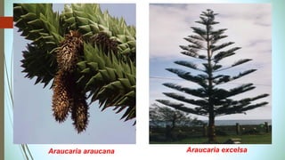 Araucaria araucana Araucaria excelsa
 
