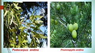 Podocarpus andina Prumnopytis andina
 