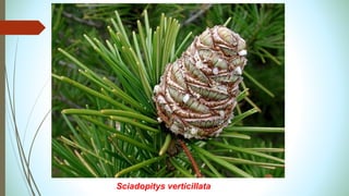 Sciadopitys verticillata
 