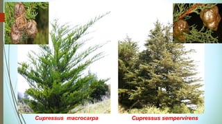 Cupressus sempervirens
Cupressus macrocarpa
 