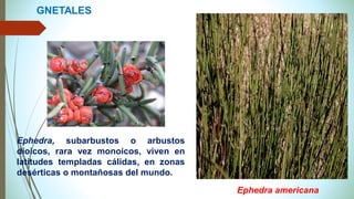Ephedra, subarbustos o arbustos
dioicos, rara vez monoicos, viven en
latitudes templadas cálidas, en zonas
desérticas o montañosas del mundo.
Ephedra americana
GNETALES
 