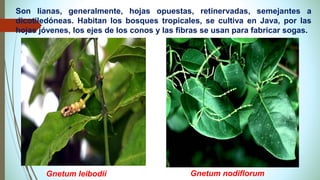 Gnetum leibodii Gnetum nodiflorum
Son lianas, generalmente, hojas opuestas, retinervadas, semejantes a
dicotiledóneas. Habitan los bosques tropicales, se cultiva en Java, por las
hojas jóvenes, los ejes de los conos y las fibras se usan para fabricar sogas.
 