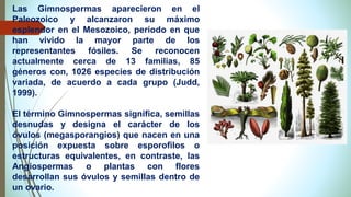 Las Gimnospermas aparecieron en el
Paleozoico y alcanzaron su máximo
esplendor en el Mesozoico, período en que
han vivido la mayor parte de los
representantes fósiles. Se reconocen
actualmente cerca de 13 familias, 85
géneros con, 1026 especies de distribución
variada, de acuerdo a cada grupo (Judd,
1999).
El término Gimnospermas significa, semillas
desnudas y designa el carácter de los
óvulos (megasporangios) que nacen en una
posición expuesta sobre esporofilos o
estructuras equivalentes, en contraste, las
Angiospermas o plantas con flores
desarrollan sus óvulos y semillas dentro de
un ovario.
 