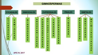 GIMNOSPERMAS
GNETALES
CYCADALES PINALES
CUPRESSALES
GINKGOALES
C
Y
C
A
D
A
C
E
A
E
Z
A
M
I
A
C
E
A
E
G
I
N
G
O
A
C
E
A
E
A
R
A
U
C
A
R
I
A
C
E
A
E
P
O
D
O
C
A
R
P
A
C
E
A
E
S
C
I
A
D
O
P
I
T
Y
A
C
E
A
E
T
A
X
A
C
E
A
E
C
U
P
R
E
S
S
A
C
E
A
E
P
I
N
A
C
E
A
E
E
P
E
D
R
A
C
E
A
E
G
N
E
T
A
C
E
A
E
W
E
L
W
I
T
S
C
H
I
A
C
E
A
E
APG IV, 2017
 