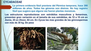 La primera evidencia fósil proviene del Pérmico temprano, hace 280
millones de años. Todos los géneros son dioicos. No hay registro
fósil que sugiera que alguna vez fueron plantas monoicas.
Las estructuras reproductoras son estróbilos masculinos y femeninos,
presentan gran variación en el tamaño de sus estróbilos, de 12 a 15 cm en
Zamia, 45 en Dioon, 64 cm. En Cycas las mas grandes de las gimnospermas
con más de 30 kg. De peso
CYCADACEAE
 