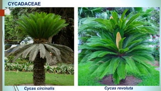 Cycas revoluta
Cycas circinalis
CYCADACEAE
 