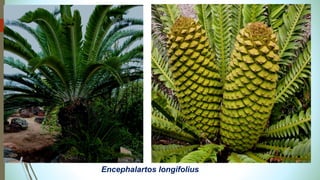Encephalartos longifolius
 