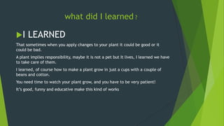 what did I learned ?
I

LEARNED

That sometimes when you apply changes to your plant it could be good or it
could be bad.
A plant implies responsibility, maybe it is not a pet but It lives, I learned we have
to take care of them.
I learned, of course how to make a plant grow in just a cups with a couple of
beans and cotton.
You need time to watch your plant grow, and you have to be very patient!
It’s good, funny and educative make this kind of works

 