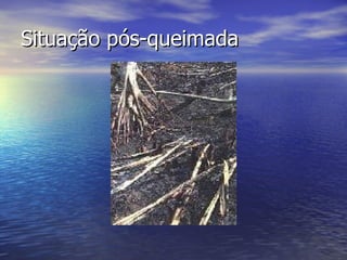 Situação pós-queimada 