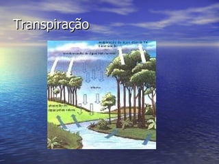 Transpiração 