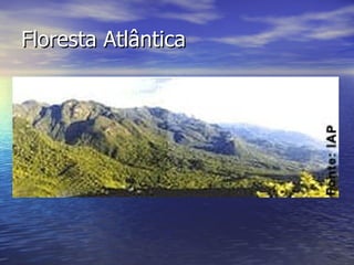 Floresta Atlântica  