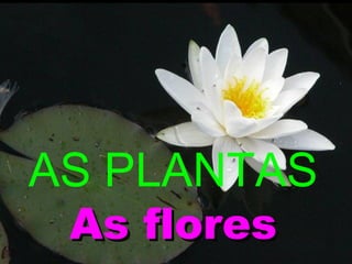 AS PLANTAS
As flores

 
