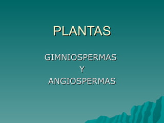 PLANTAS GIMNIOSPERMAS  Y ANGIOSPERMAS 
