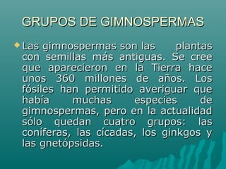 GRUPOS DE GIMNOSPERMASGRUPOS DE GIMNOSPERMAS
 Las gimnospermas son las  plantas Las gimnospermas son las  plantas 
con  semillas  más  antiguas.  Se  cree con  semillas  más  antiguas.  Se  cree 
que  aparecieron  en  la  Tierra  hace que  aparecieron  en  la  Tierra  hace 
unos  360  millones  de  años.  Los unos  360  millones  de  años.  Los 
fósiles  han  permitido  averiguar  que fósiles  han  permitido  averiguar  que 
había  muchas  especies  de había  muchas  especies  de 
gimnospermas, pero en la actualidad gimnospermas, pero en la actualidad 
sólo  quedan  cuatro  grupos:  las sólo  quedan  cuatro  grupos:  las 
coníferas,  las  cícadas,  los  ginkgos  y coníferas,  las  cícadas,  los  ginkgos  y 
las gnetópsidas.las gnetópsidas.
 