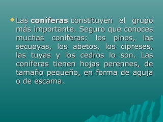  Las Las coníferasconíferas constituyen  el  grupo  constituyen  el  grupo 
más importante. Seguro que conoces más importante. Seguro que conoces 
muchas  coníferas:  los  pinos,  las muchas  coníferas:  los  pinos,  las 
secuoyas,  los  abetos,  los  cipreses, secuoyas,  los  abetos,  los  cipreses, 
las  tuyas  y  los  cedros  lo  son.  Las las  tuyas  y  los  cedros  lo  son.  Las 
coníferas  tienen  hojas  perennes,  de coníferas  tienen  hojas  perennes,  de 
tamaño pequeño, en forma de aguja tamaño pequeño, en forma de aguja 
o de escama.o de escama.
 