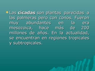  Las Las cícadascícadas son plantas  parecidas  a  son plantas  parecidas  a 
las palmeras pero con conos. Fueron las palmeras pero con conos. Fueron 
muy  abundantes  en  la  era muy  abundantes  en  la  era 
mesozoica,  hace  más  de  200 mesozoica,  hace  más  de  200 
millones  de  años.  En  la  actualidad, millones  de  años.  En  la  actualidad, 
se encuentran en regiones tropicales se encuentran en regiones tropicales 
y subtropicales.y subtropicales.
 