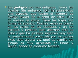  Los Los ginkgosginkgos son muy antiguos,  como  las  son muy antiguos,  como  las 
cícadas. Sin embargo, sólo ha sobrevivido cícadas. Sin embargo, sólo ha sobrevivido 
una  especie,  que  recibe  el  nombre  de una  especie,  que  recibe  el  nombre  de 
GGinkgo bilobainkgo biloba.  Es  un  árbol  de  entre  10  y .  Es  un  árbol  de  entre  10  y 
30  metros  de  altura.  Tiene  las  hojas  con 30  metros  de  altura.  Tiene  las  hojas  con 
forma de abanico. Muchas veces se planta forma de abanico. Muchas veces se planta 
en  las  calles  de  las  ciudades  y  en  los en  las  calles  de  las  ciudades  y  en  los 
parques  y  jardines  para  adornar.  Esto  se parques  y  jardines  para  adornar.  Esto  se 
debe a que los ginkgos soportan muy bien debe a que los ginkgos soportan muy bien 
la contaminación producida por los coches la contaminación producida por los coches 
¿Has visto alguna vez uno? La semilla del ¿Has visto alguna vez uno? La semilla del 
ginkgo  es  muy  apreciada  en  China  y ginkgo  es  muy  apreciada  en  China  y 
Japón, donde se consume tostada.Japón, donde se consume tostada.
 