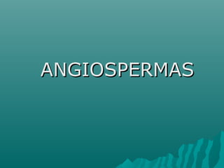 ANGIOSPERMASANGIOSPERMAS
 