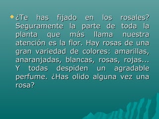  ¿Te  has  fijado  en  los  rosales? ¿Te  has  fijado  en  los  rosales? 
Seguramente  la  parte  de  toda  la Seguramente  la  parte  de  toda  la 
planta  que  más  llama  nuestra planta  que  más  llama  nuestra 
atención es la flor. Hay rosas de una atención es la flor. Hay rosas de una 
gran  variedad  de  colores:  amarillas, gran  variedad  de  colores:  amarillas, 
anaranjadas,  blancas,  rosas,  rojas... anaranjadas,  blancas,  rosas,  rojas... 
Y  todas  despiden  un  agradable Y  todas  despiden  un  agradable 
perfume.  ¿Has  olido  alguna  vez  una perfume.  ¿Has  olido  alguna  vez  una 
rosa?rosa?
 