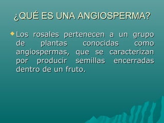 ¿QUÉ ES UNA ANGIOSPERMA?¿QUÉ ES UNA ANGIOSPERMA?
 Los  rosales  pertenecen  a  un  grupo Los  rosales  pertenecen  a  un  grupo 
de  plantas  conocidas  como de  plantas  conocidas  como 
angiospermas,  que  se  caracterizan angiospermas,  que  se  caracterizan 
por  producir  semillas  encerradas por  producir  semillas  encerradas 
dentro de un fruto.dentro de un fruto.
 