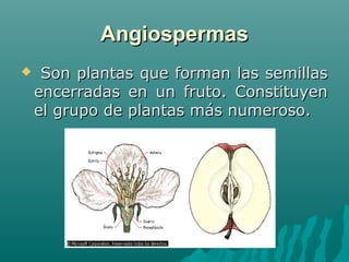 AngiospermasAngiospermas
 Son plantas que forman las semillasSon plantas que forman las semillas
encerradas en un fruto. Constituyenencerradas en un fruto. Constituyen
el grupo de plantas más numeroso.el grupo de plantas más numeroso.
 