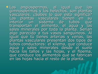  Las angiospermas, al igual que lasLas angiospermas, al igual que las
gimnospermas y los helechos, son plantasgimnospermas y los helechos, son plantas
vasculares. ¿Sabes lo que esto significa?vasculares. ¿Sabes lo que esto significa?
Las plantas vasculares tienen en suLas plantas vasculares tienen en su
interior un sistema de tubos queinterior un sistema de tubos que
transportan el alimento, el agua y lastransportan el alimento, el agua y las
sales minerales por toda la planta. Seríansales minerales por toda la planta. Serían
algo parecido a tus vasos sanguíneos. Alalgo parecido a tus vasos sanguíneos. Al
igual que tú tienes arterias y venas, lasigual que tú tienes arterias y venas, las
plantas vasculares presentan dos tipos deplantas vasculares presentan dos tipos de
tubos conductores: el xilema, que conducetubos conductores: el xilema, que conduce
agua y sales minerales desde el sueloagua y sales minerales desde el suelo
hacia los tallos y las hojas, y el floema,hacia los tallos y las hojas, y el floema,
que conduce los alimentos que se fabricanque conduce los alimentos que se fabrican
en las hojas hacia el resto de la planta.en las hojas hacia el resto de la planta.
 