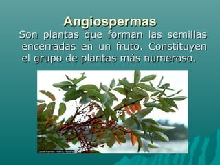 AngiospermasAngiospermas
Son plantas que forman las semillasSon plantas que forman las semillas
encerradas en un fruto. Constituyenencerradas en un fruto. Constituyen
el grupo de plantas más numeroso.el grupo de plantas más numeroso.
 
