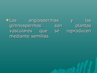  Las angiospermas y lasLas angiospermas y las
gimnospermas son plantasgimnospermas son plantas
vasculares que se reproducenvasculares que se reproducen
mediante semillas.mediante semillas.
 
