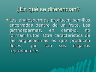 ¿En qué se diferencian?¿En qué se diferencian?
 Las angiospermas producen semillasLas angiospermas producen semillas
encerradas dentro de un fruto. Lasencerradas dentro de un fruto. Las
gimnospermas, en cambio, nogimnospermas, en cambio, no
forman frutos. Otra característica deforman frutos. Otra característica de
las angiospermas es que producenlas angiospermas es que producen
flores, que son sus órganosflores, que son sus órganos
reproductores.reproductores.
 