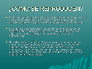 ¿CÓMO SE REPRODUCEN?¿CÓMO SE REPRODUCEN?
 En primer lugar, los granos de polen tienen que llegar hastaEn primer lugar, los granos de polen tienen que llegar hasta
el pistilo de otra flor. El transporte del polen desde elel pistilo de otra flor. El transporte del polen desde el
estambre hasta el pistilo recibe el nombre de polinización.estambre hasta el pistilo recibe el nombre de polinización.
 En algunas angiospermas, el viento es el encargado deEn algunas angiospermas, el viento es el encargado de
realizar este transporte. En otras, son los insectos, losrealizar este transporte. En otras, son los insectos, los
pájaros o los murciélagos los que llevan a cabo lapájaros o los murciélagos los que llevan a cabo la
polinización.polinización.
 De esta manera, el polen llega al ovario y se une con elDe esta manera, el polen llega al ovario y se une con el
óvulo. El óvulo fecundado forma la semilla, y el ovarioóvulo. El óvulo fecundado forma la semilla, y el ovario
aumenta de tamaño y se convierte en el fruto. Lasaumenta de tamaño y se convierte en el fruto. Las
manzanas, los limones, las peras o las cerezas son frutos.manzanas, los limones, las peras o las cerezas son frutos.
Cuando el fruto está maduro, las semillas caen al suelo yCuando el fruto está maduro, las semillas caen al suelo y
originan una nueva planta.originan una nueva planta.
 