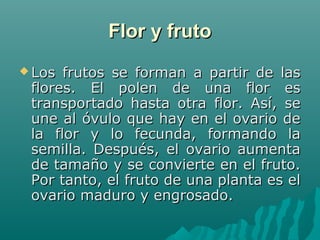 Flor y frutoFlor y fruto
 Los frutos se forman a partir de lasLos frutos se forman a partir de las
flores. El polen de una flor esflores. El polen de una flor es
transportado hasta otra flor. Así, setransportado hasta otra flor. Así, se
une al óvulo que hay en el ovario deune al óvulo que hay en el ovario de
la flor y lo fecunda, formando lala flor y lo fecunda, formando la
semilla. Después, el ovario aumentasemilla. Después, el ovario aumenta
de tamaño y se convierte en el fruto.de tamaño y se convierte en el fruto.
Por tanto, el fruto de una planta es elPor tanto, el fruto de una planta es el
ovario maduro y engrosado.ovario maduro y engrosado.
 